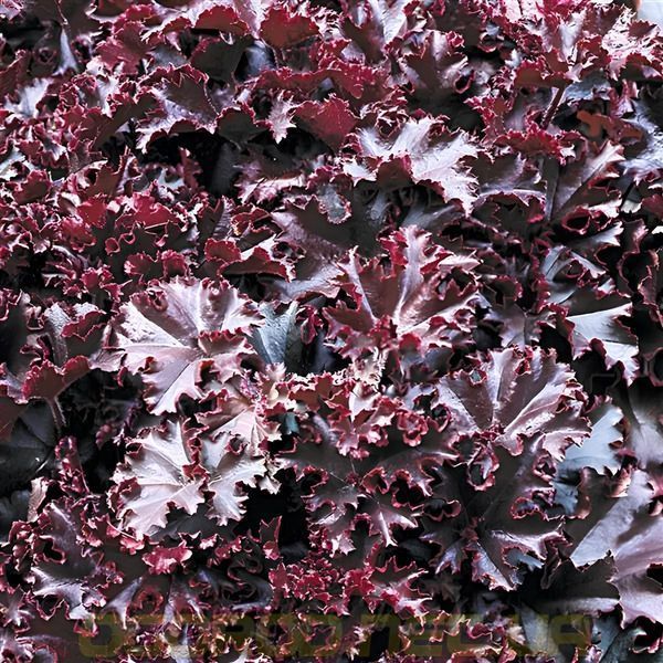 Гейхера Melting Fire 10 шт насіння PanAmerican Seed, США ge-mf-10 фото