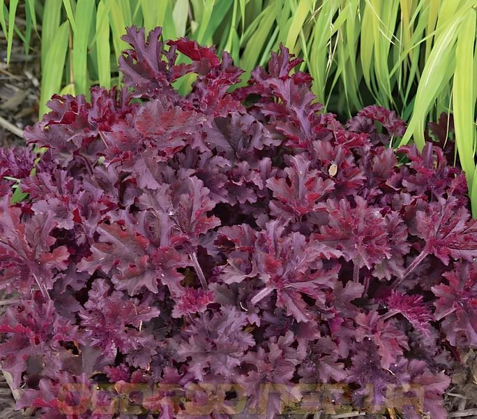 Гейхера Melting Fire 10 шт насіння PanAmerican Seed, США ge-mf-10 фото
