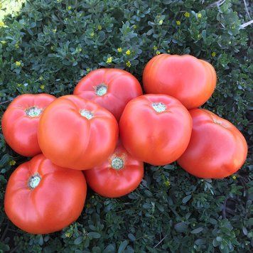 1503 F1 10 шт семена томата Spark Seeds, США 4445333365788 фото