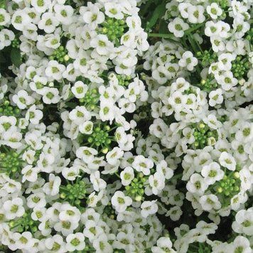 Алиссум Вандерленд Benary Германия 10 мультигранул White 1746292612 фото