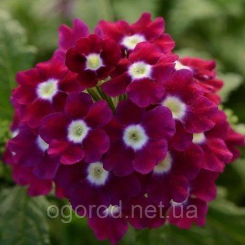 Семена вербены 10 шт Obsession(Обсешн) Syngenta Голландия Burgundy with Eye 1298288690 фото
