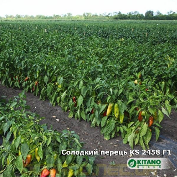 Шинако F1 (KS 2458) 10 шт семена сладкого перца Kitano Seeds 1007180180 фото