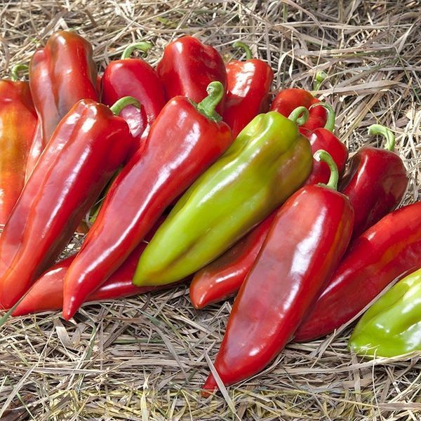 Шинако F1 (KS 2458) 10 шт семена сладкого перца Kitano Seeds 1007180180 фото