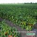 Шинако F1 (KS 2458) 10 шт семена сладкого перца Kitano Seeds 1007180180 фото 5