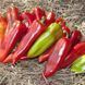 Шинако F1 (KS 2458) 10 шт семена сладкого перца Kitano Seeds 1007180180 фото 2